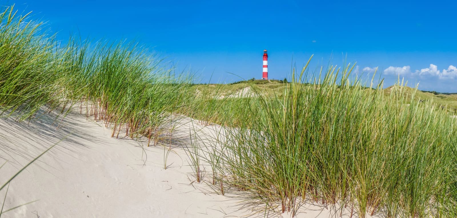 Sandweg zwischen hohen Dünengräsern mit dem rot-weiß gestreiften Leuchtturm von Amrum unter blauem Himmel