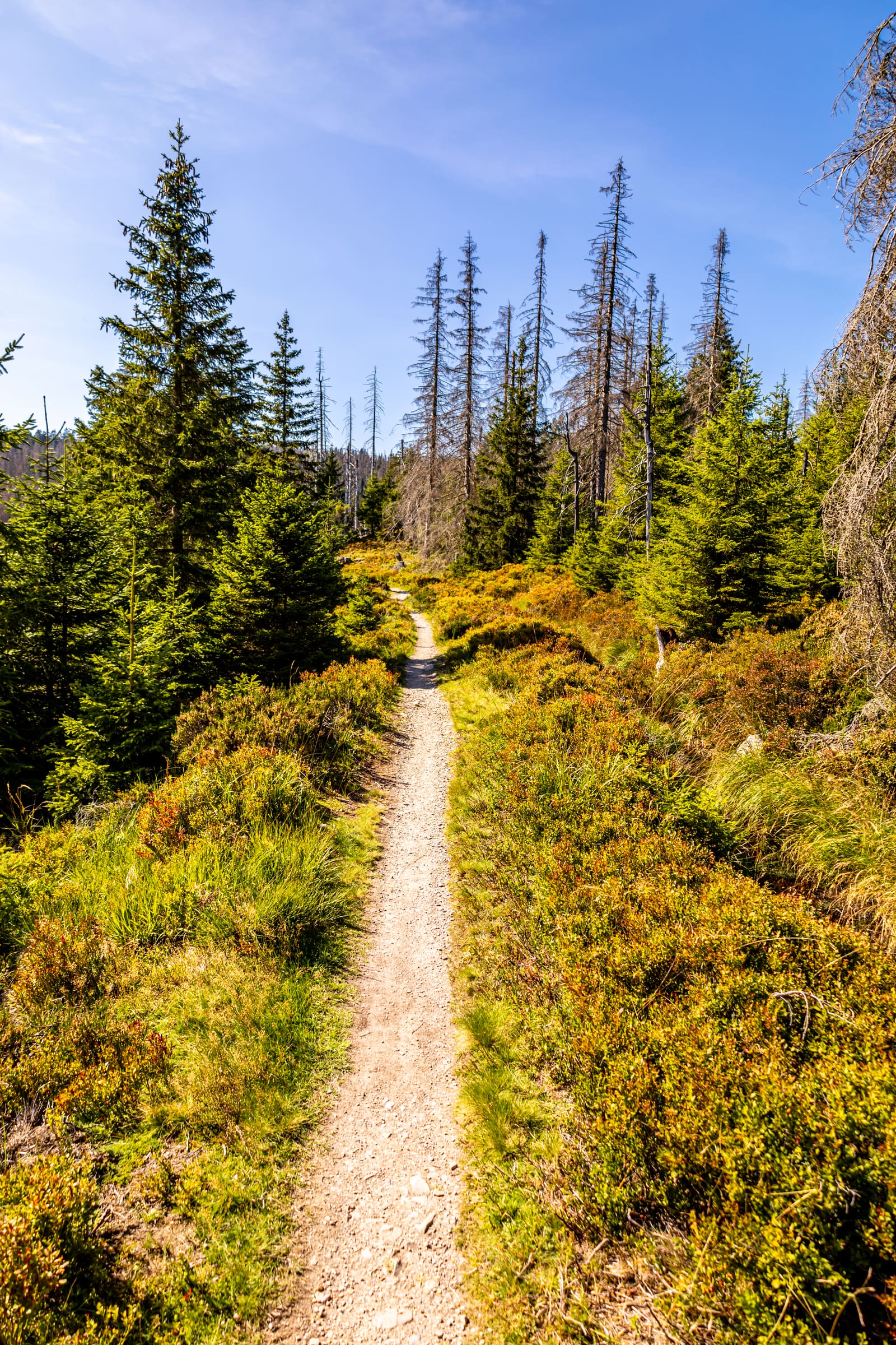 Schmaler Wanderweg durch Heidekraut, junge Fichten und abgestorbene Baumstämme im Nationalpark Harz
