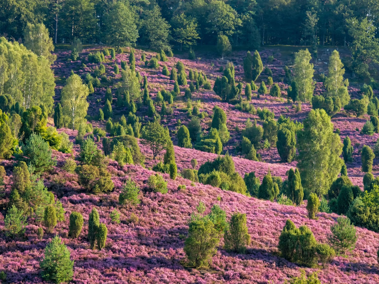 Violett blühende Heideflächen mit verstreuten Wacholderbüschen, Birken und einem dunklen Waldsaum in der Lüneburger Heide