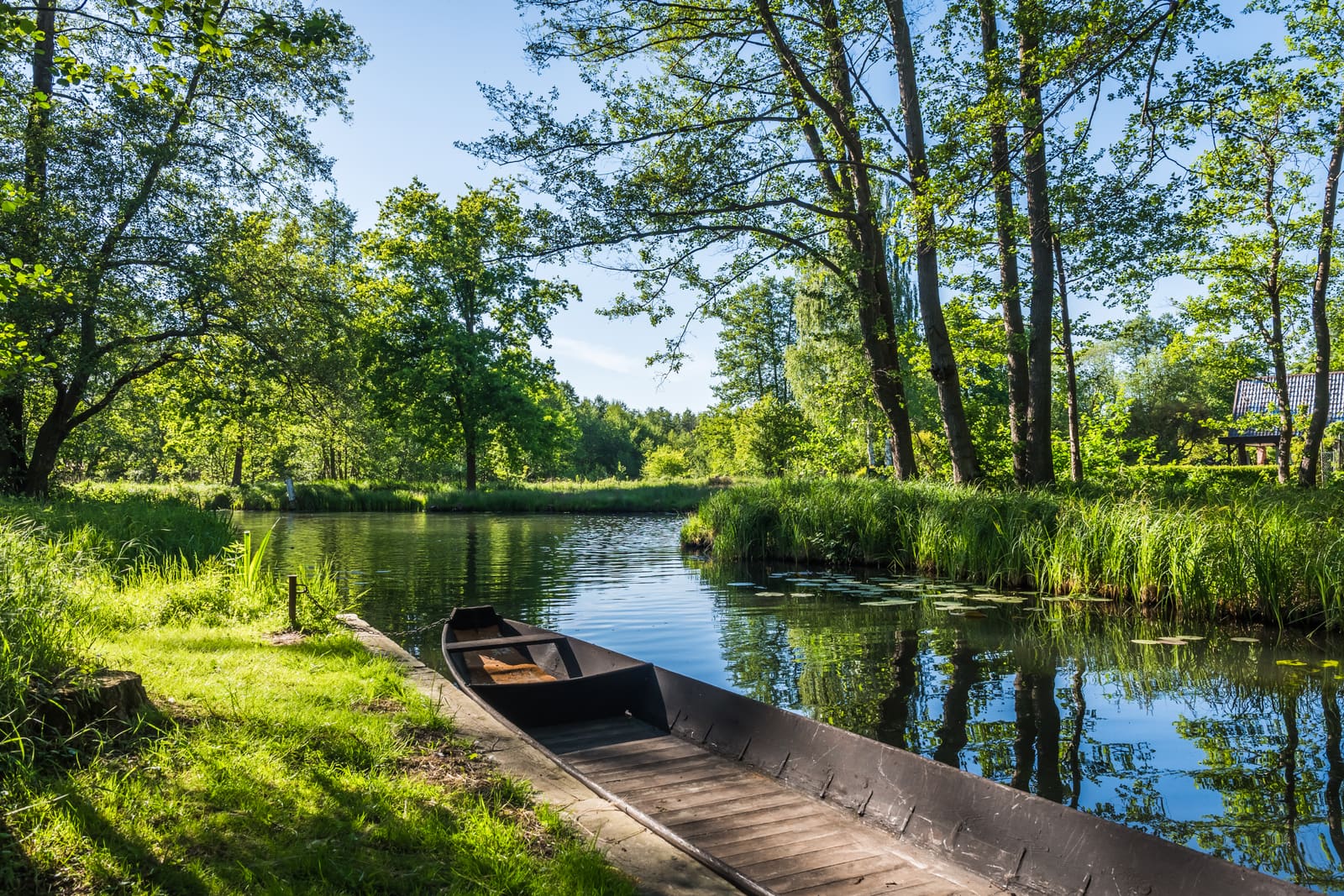 Traditioneller flacher Holzkahn an einem ruhigen, von Erlen, Gräsern und Wasserpflanzen gesäumten Fließ im Spreewald